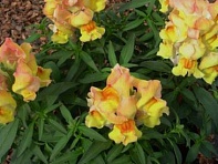 Львиный зев (Антирринум) большой (Snappy F1)