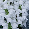 Львиный зев (Антирринум) большой (Antirrhinum majus)