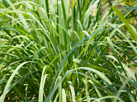 Лимонное сорго/Цимбопогон лимонный