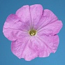 Петуния многоцветковая (Petunia multiflora)