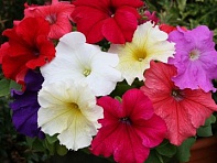 Петуния крупноцветковая (Prism F1)