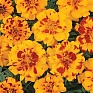 Бархатцы отклоненные (Tagetes patula) Бархатцы отклоненные (Tagetes patula)
