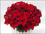 Петуния ампельная гибридная (Capri F1)