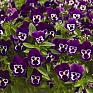 Виола Виттрока ампельная (Viola wittrockiana)