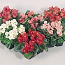 Бегония вечноцветущая (зеленая листва) (Begonia semperflorens)
