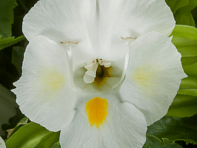 Торения Фурнье (Hi-Lite)