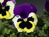 Виола Виттрока