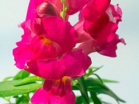 Львиный зев (Антирринум) большой (Snappy F1)