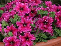 Петуния крупноцветковая бахромчатая (генетически компактная) (Espresso Frappe F1)