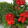Гвоздика гибридная (Dianthus interspecific)