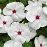 Катарантус розовый (Vinca rosea)