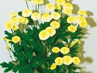 Пиретрум девичий (Vegmo)