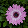 Остеоспермум Эклона (Osteospermum eclonis)