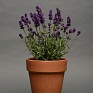 Лаванда узколистная (Lavandula angustifolia)