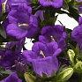Колокольчик средний (Campanula medium)