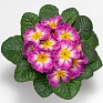 Примула бесстебельная (Primula acaulis)
