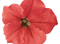 Петуния крупноцветковая (генетически компактная)