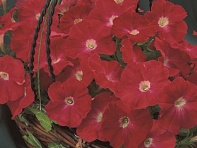 Петуния многоцветковая (Primetime F1)