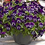 Виола Виттрока ампельная (Viola wittrockiana)
