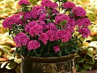 Гвоздика турецкая (Jolt F1)