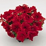 Петуния крупноцветковая (генетически компактная) (Petunia grandiflora)