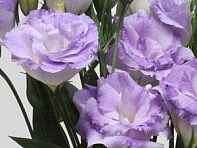 Лизиантус (Эустома) крупноцветковый (ABC F1)