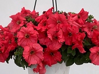 Петуния крупноцветковая гофрированная (Can Can F1)