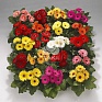 Гербера Джемсона (Gerbera jamesonii)