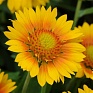 Гайлардия остистая крупноцветковая (Gaillardia aristata grandiflora)