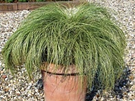 Осока власовидная (Amazon Mist)