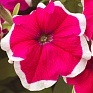 Петуния крупноцветковая (Petunia grandiflora)