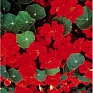 Настурция большая (Tropaeolum majus)