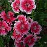Гвоздика гибридная (Dianthus interspecific)