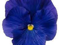 Виола Виттрока