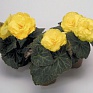 Бегония клубневая махровая (Begonia tuberhybrida)