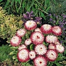 Маргаритка многолетняя (Bellis perennis)