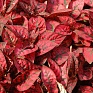 Гипоэстес листоколосниковый (Hypoestes phyllostachya)