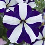 Петуния крупноцветковая гофрированная (Petunia grandiflora)