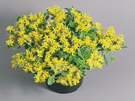 Седум Сельского (Spirit)