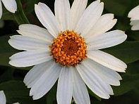 Цинния мариландская (Zahara)
