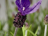 Лаванда стэхадская (Castilliano)