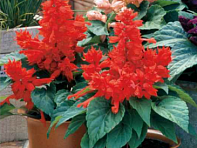 Сальвия блестящая (Fizz)