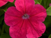 Петуния многоцветковая (генетически компактная) (Lo Rider F1) Петуния многоцветковая (генетически компактная) (Lo Rider F1)