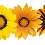Гацания жестковатая (Gazania rigens)