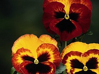 Виола Виттрока