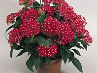 Пентас ланцетовидный (New Look)