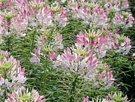 Клеома Хасслера (Sparkler 2.0 F1)