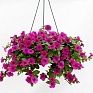 Петуния ампельная гибридная (Petunia x hybrida)