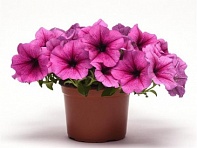 Петуния ампельная гибридная (Easy Wave F1)