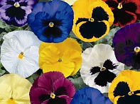 Виола Виттрока